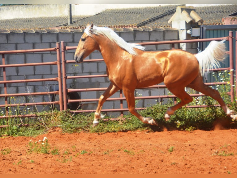 Koń andaluzyjski Ogier 3 lat 155 cm Izabelowata in Chiclana