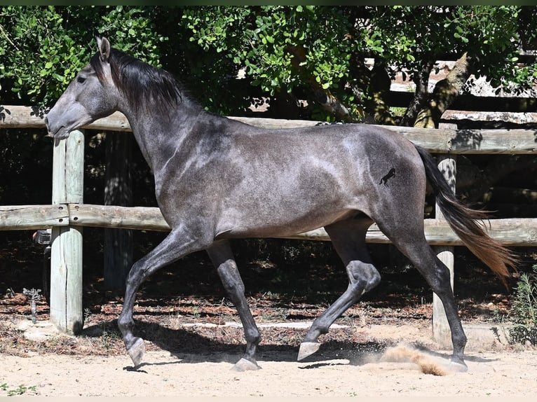 Koń andaluzyjski Ogier 3 lat 155 cm Siwa in Menorca