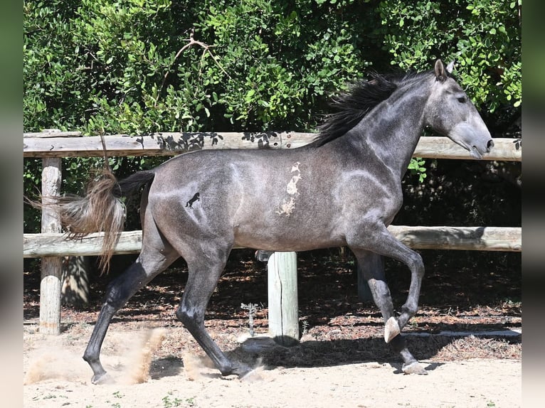 Koń andaluzyjski Ogier 3 lat 155 cm Siwa in Menorca