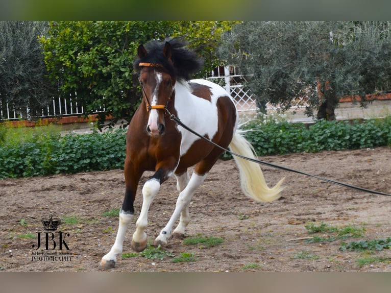Koń andaluzyjski Ogier 3 lat 155 cm Srokata in Tabenas Almeria