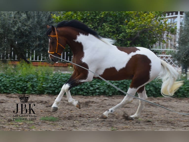 Koń andaluzyjski Ogier 3 lat 155 cm Srokata in Tabenas Almeria