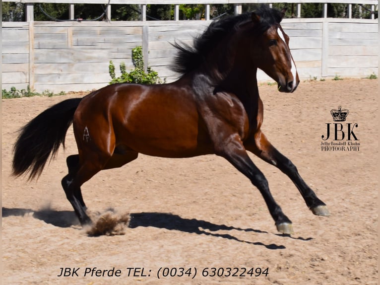 Koń andaluzyjski Ogier 3 lat 156 cm Gniada in Tabernas Almeria