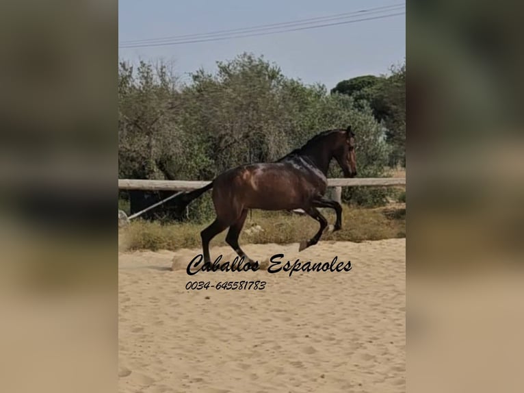 Koń andaluzyjski Ogier 3 lat 157 cm Ciemnogniada in Vejer de la Frontera
