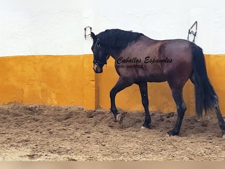 Koń andaluzyjski Ogier 3 lat 158 cm Ciemnogniada in Vejer de la Frontera