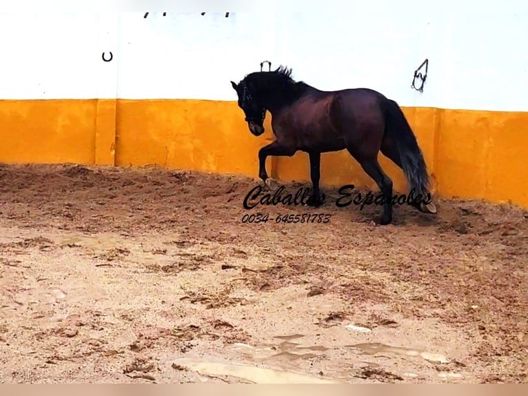 Koń andaluzyjski Ogier 3 lat 158 cm Ciemnogniada in Vejer de la Frontera