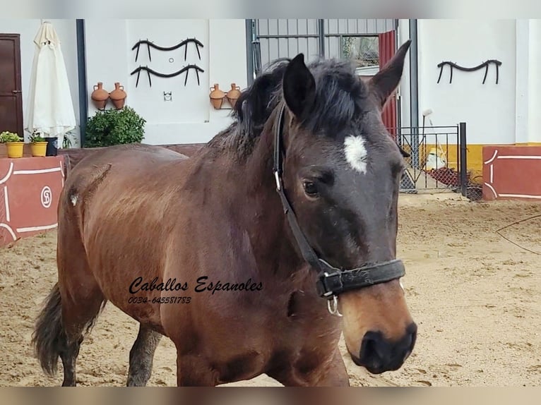 Koń andaluzyjski Ogier 3 lat 158 cm Ciemnogniada in Vejer de la Frontera