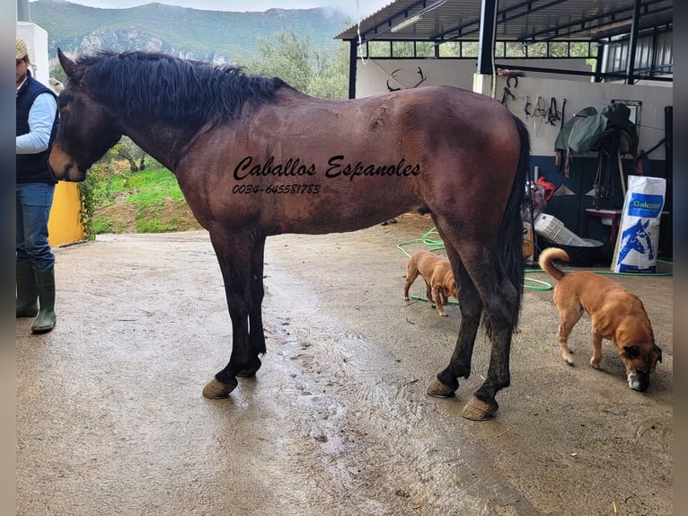 Koń andaluzyjski Ogier 3 lat 158 cm Ciemnogniada in Vejer de la Frontera