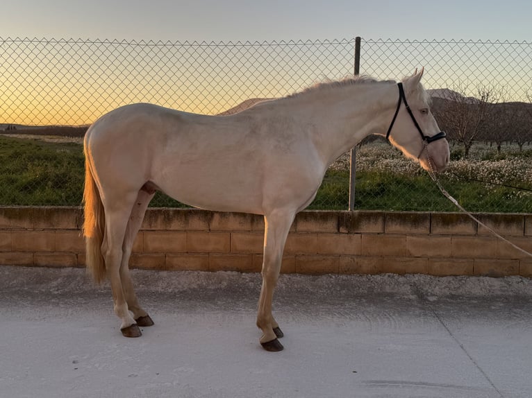 Koń andaluzyjski Ogier 3 lat 158 cm Cremello in Valderrubio