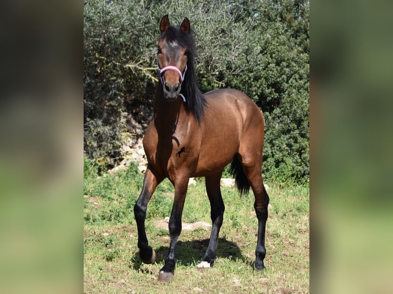 Koń andaluzyjski Ogier 3 lat 158 cm Gniada in Menorca
