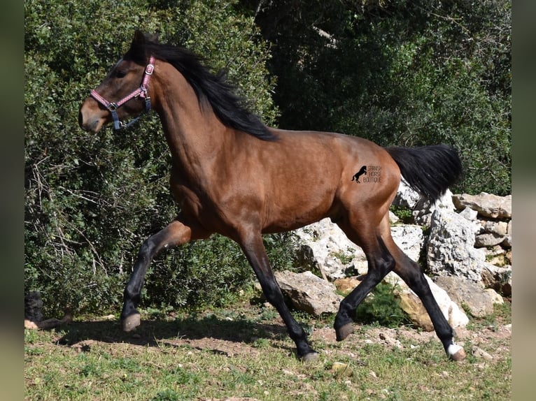 Koń andaluzyjski Ogier 3 lat 158 cm Gniada in Menorca