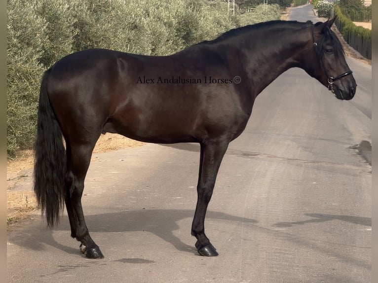 Koń andaluzyjski Ogier 3 lat 158 cm Kara in Sevilla