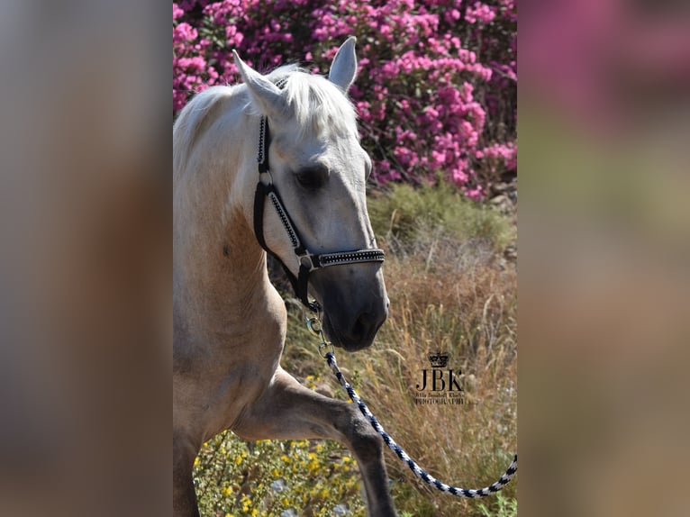 Koń andaluzyjski Ogier 3 lat 158 cm Może być siwy in Tabernas Almeria