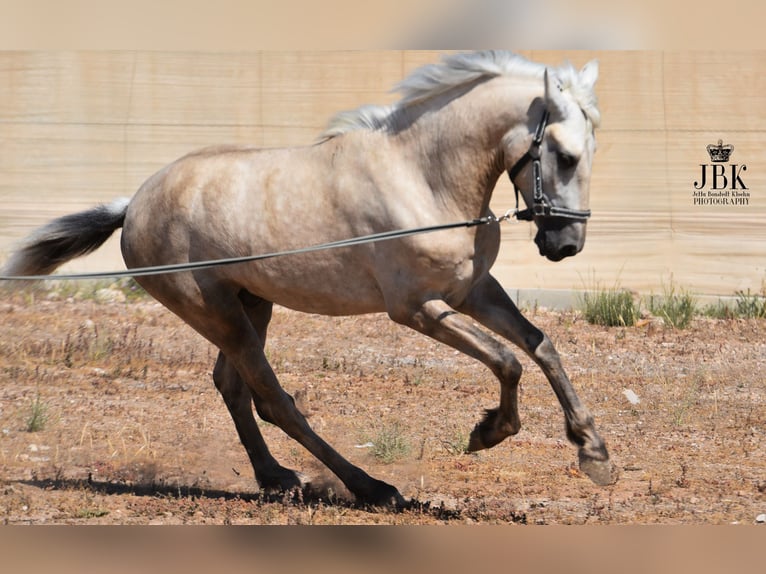 Koń andaluzyjski Ogier 3 lat 158 cm Może być siwy in Tabernas Almeria