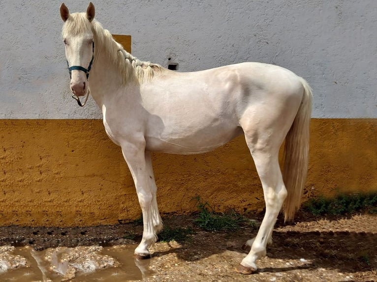 Koń andaluzyjski Ogier 3 lat 159 cm Cremello in Cacéres