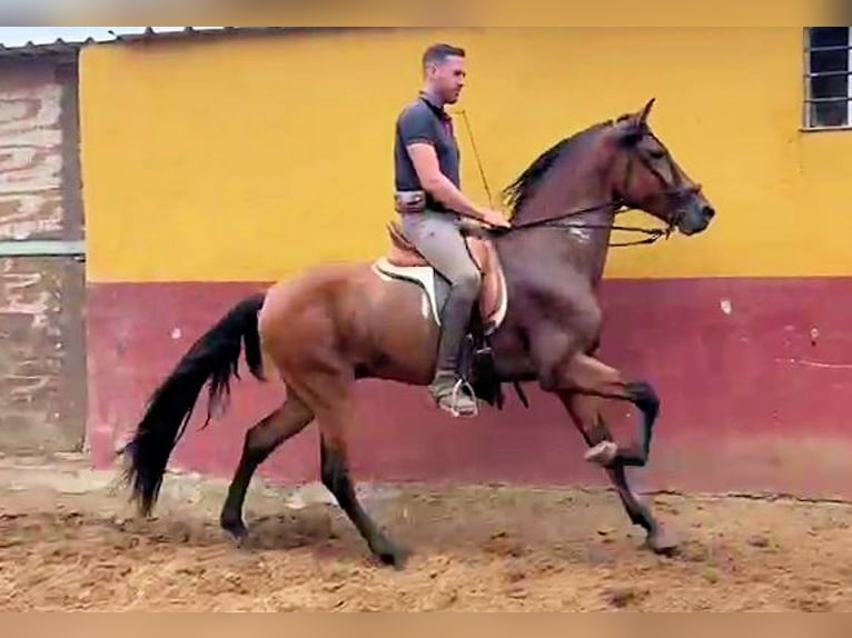 Koń andaluzyjski Ogier 3 lat 159 cm Gniada in Sanlucar