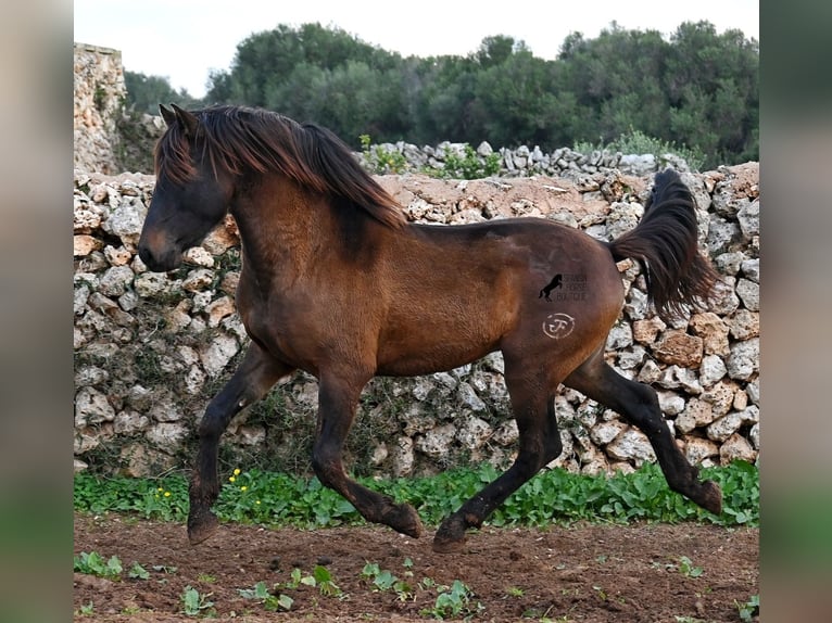 Koń andaluzyjski Ogier 3 lat 159 cm Gniada in Menorca