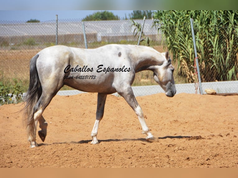 Koń andaluzyjski Ogier 3 lat 159 cm Srokata in Vejer de la Frontera