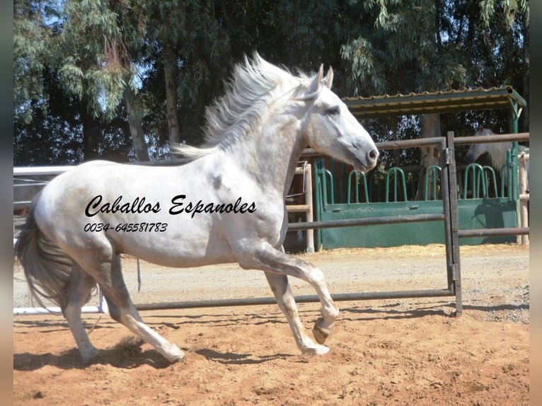 Koń andaluzyjski Ogier 3 lat 159 cm Srokata in Vejer de la Frontera