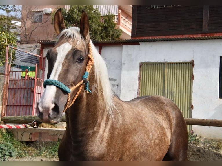 Koń andaluzyjski Ogier 3 lat 160 cm Izabelowata in Provinz Malaga