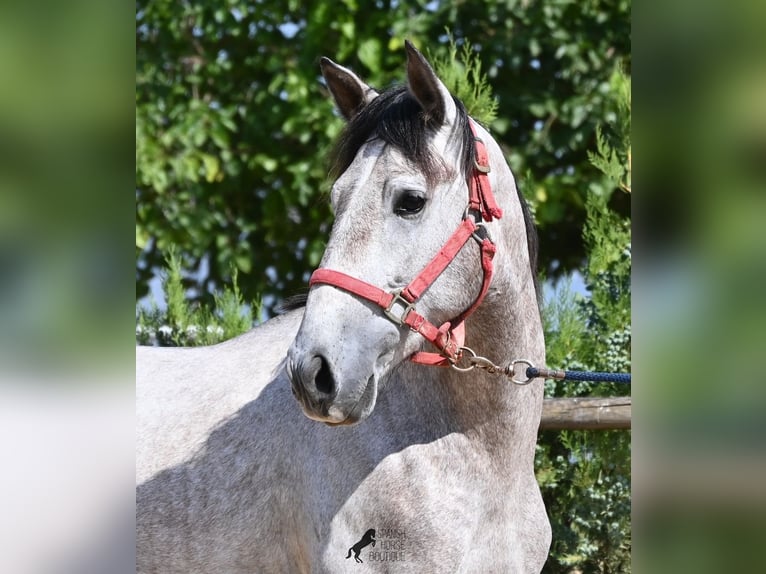 Koń andaluzyjski Ogier 3 lat 160 cm Siwa in Mallorca