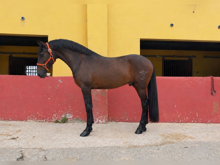 Koń andaluzyjski Ogier 3 lat 162 cm Ciemnogniada in Terrassa