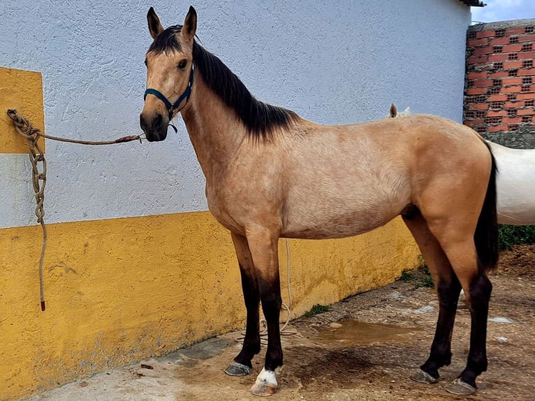 Koń andaluzyjski Ogier 3 lat 162 cm Jelenia in Cacéres