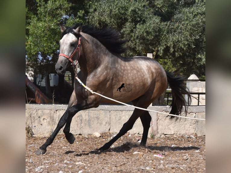 Koń andaluzyjski Ogier 3 lat 162 cm Jelenia in Mallorca