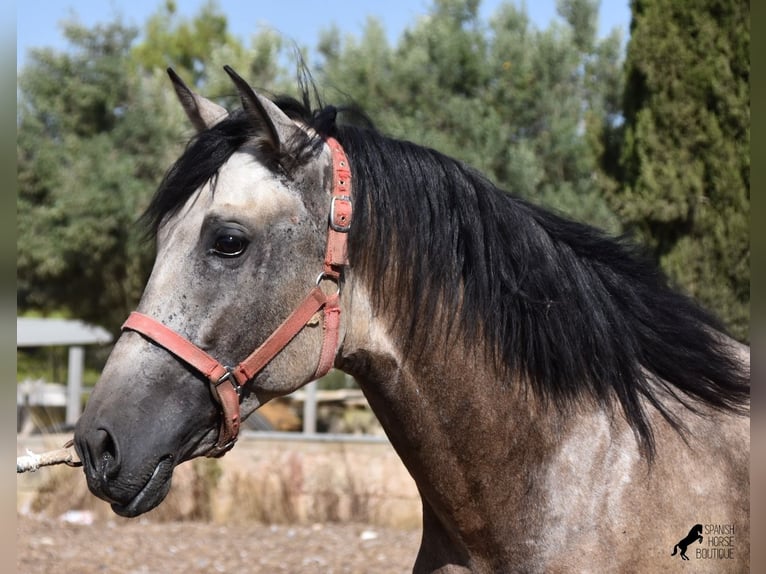 Koń andaluzyjski Ogier 3 lat 162 cm Jelenia in Mallorca