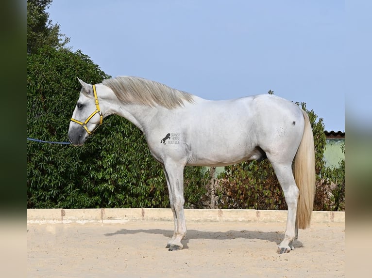 Koń andaluzyjski Ogier 3 lat 162 cm Siwa in Menorca