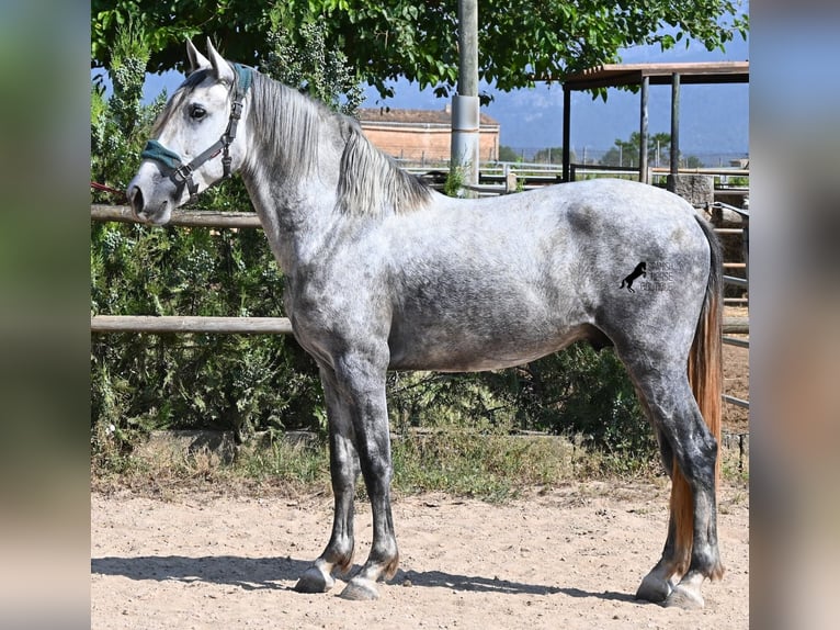 Koń andaluzyjski Ogier 3 lat 163 cm Siwa in Mallorca