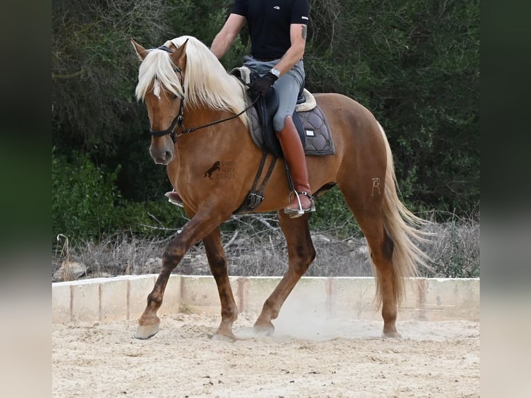 Koń andaluzyjski Ogier 3 lat 164 cm Izabelowata in Menorca