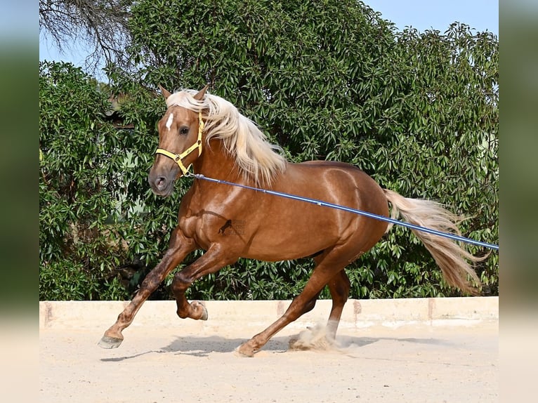 Koń andaluzyjski Ogier 3 lat 164 cm Izabelowata in Menorca