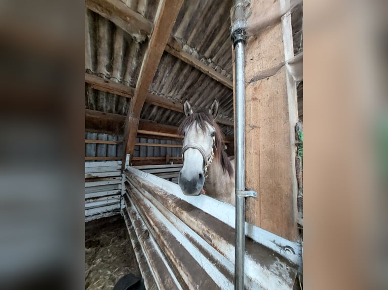 Koń andaluzyjski Ogier 3 lat 165 cm Jelenia in Sustrum-Moor