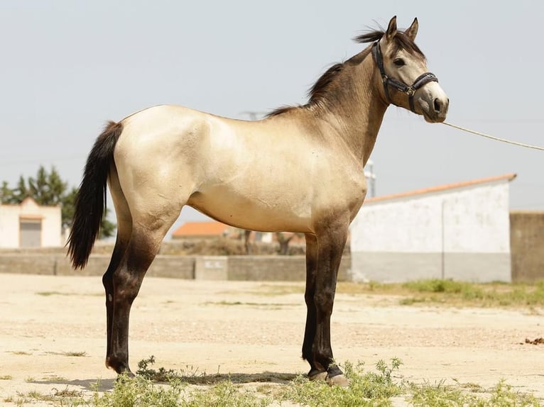 Koń andaluzyjski Ogier 3 lat 165 cm Jelenia in Sustrum-Moor