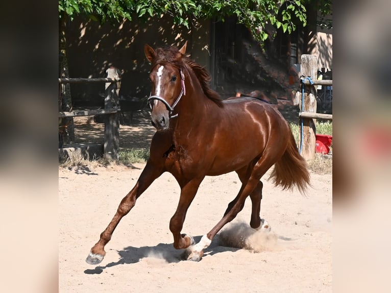 Koń andaluzyjski Ogier 3 lat 165 cm Kasztanowata in Mallorca