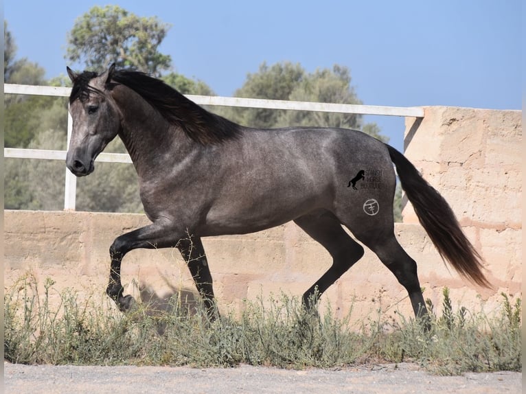Koń andaluzyjski Ogier 3 lat 166 cm Siwa in Mallorca