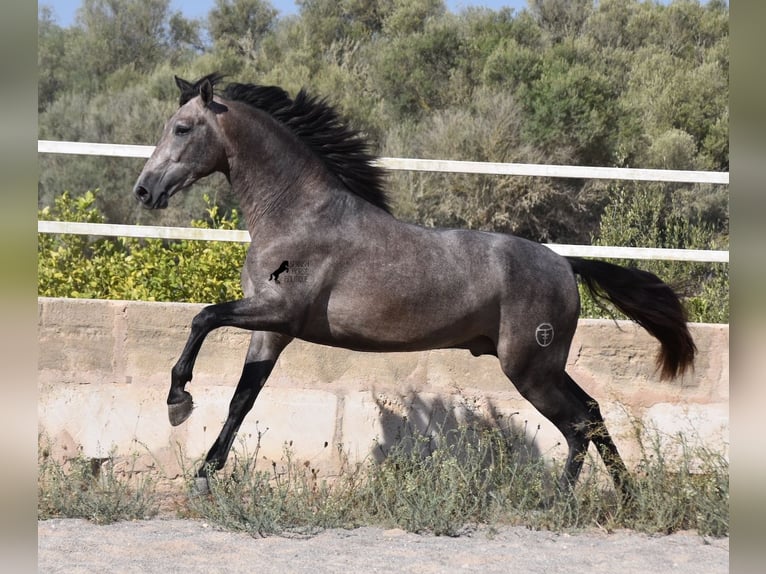 Koń andaluzyjski Ogier 3 lat 166 cm Siwa in Mallorca