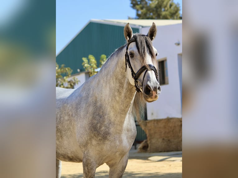 Koń andaluzyjski Ogier 3 lat 167 cm Siwa in Sevilla