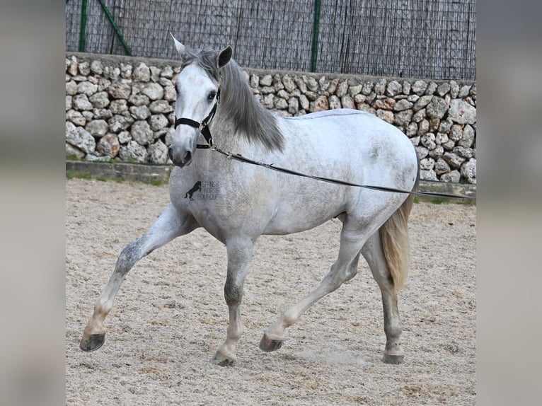 Koń andaluzyjski Ogier 3 lat 168 cm Siwa in Menorca