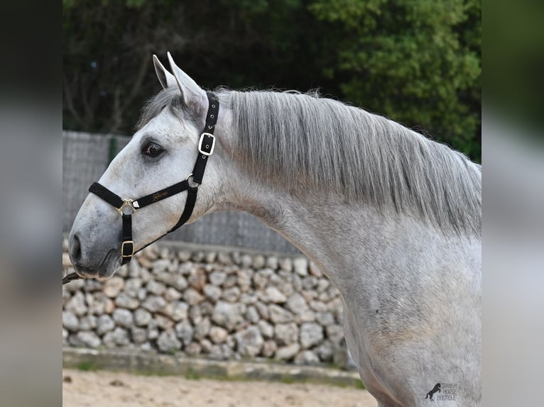Koń andaluzyjski Ogier 3 lat 168 cm Siwa in Menorca