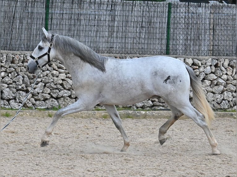 Koń andaluzyjski Ogier 3 lat 168 cm Siwa in Menorca