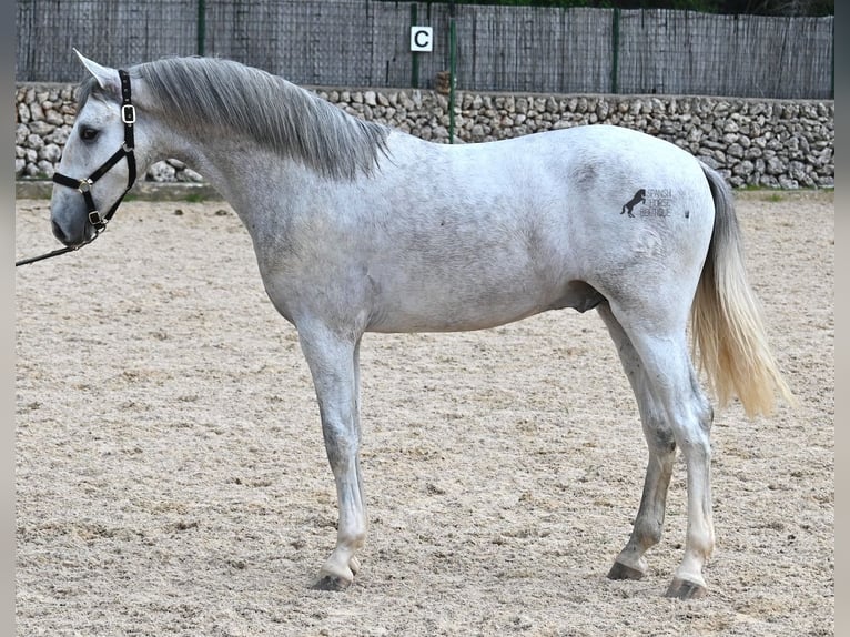 Koń andaluzyjski Ogier 3 lat 168 cm Siwa in Menorca