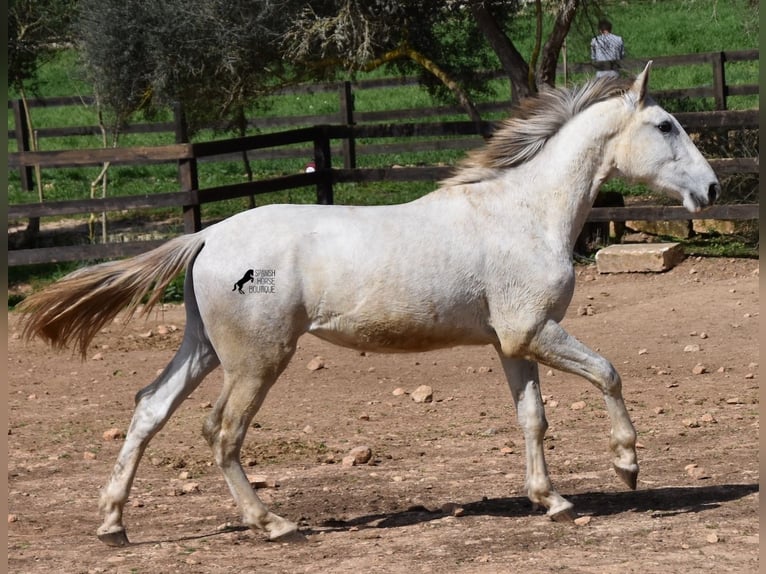 Koń andaluzyjski Ogier 3 lat 169 cm Siwa in Mallorca