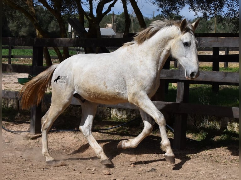 Koń andaluzyjski Ogier 3 lat 169 cm Siwa in Mallorca