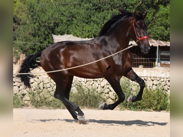 Koń andaluzyjski Ogier 3 lat 170 cm Gniada in Menorca