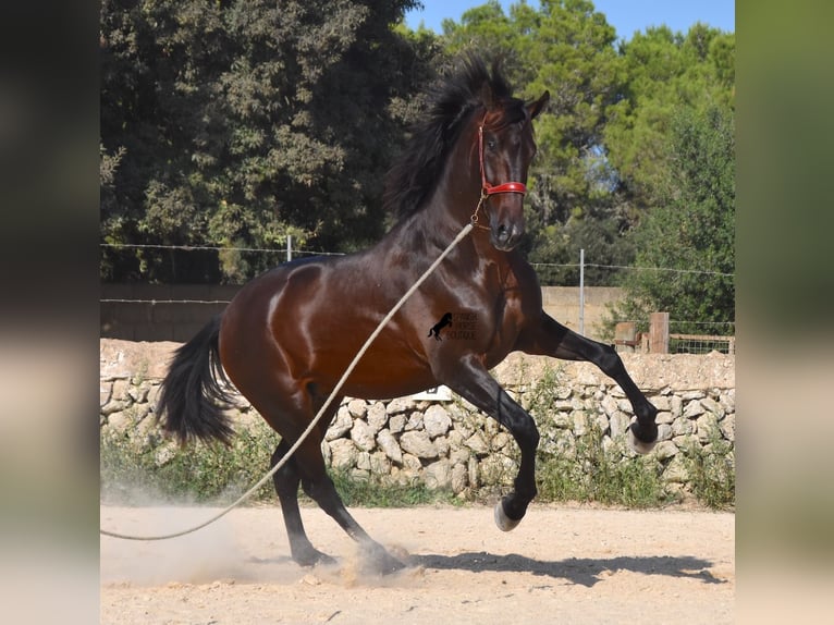 Koń andaluzyjski Ogier 3 lat 170 cm Gniada in Menorca