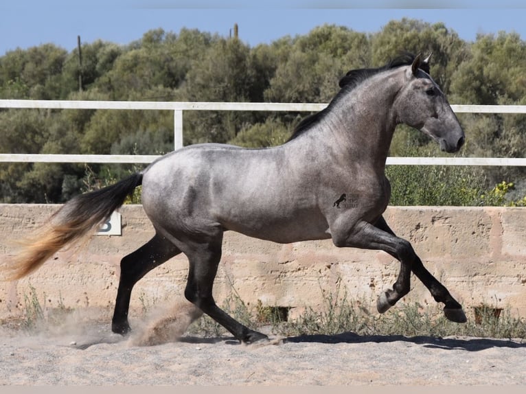 Koń andaluzyjski Ogier 3 lat 171 cm Siwa in Mallorca