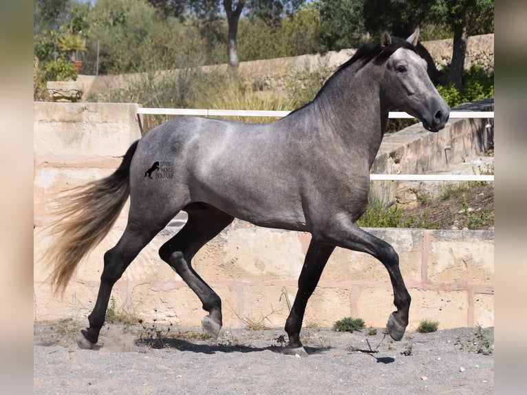 Koń andaluzyjski Ogier 3 lat 171 cm Siwa in Mallorca