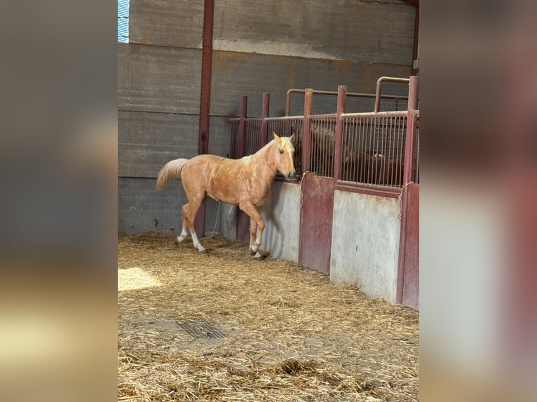 Koń andaluzyjski Ogier 3 lat Izabelowata in Chiclana
