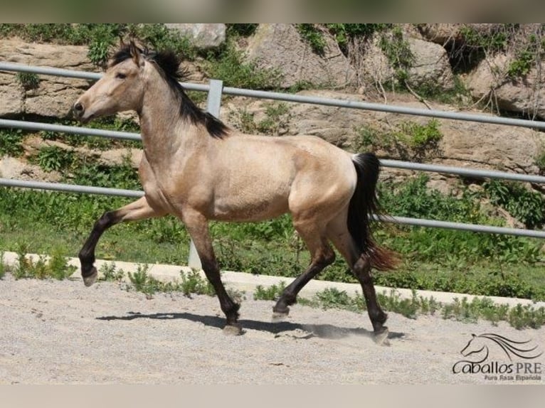 Koń andaluzyjski Ogier 3 lat Jelenia in Barcelona